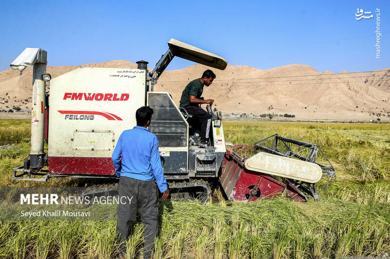 عکس / برداشت برنج در سرله میداوود 22
