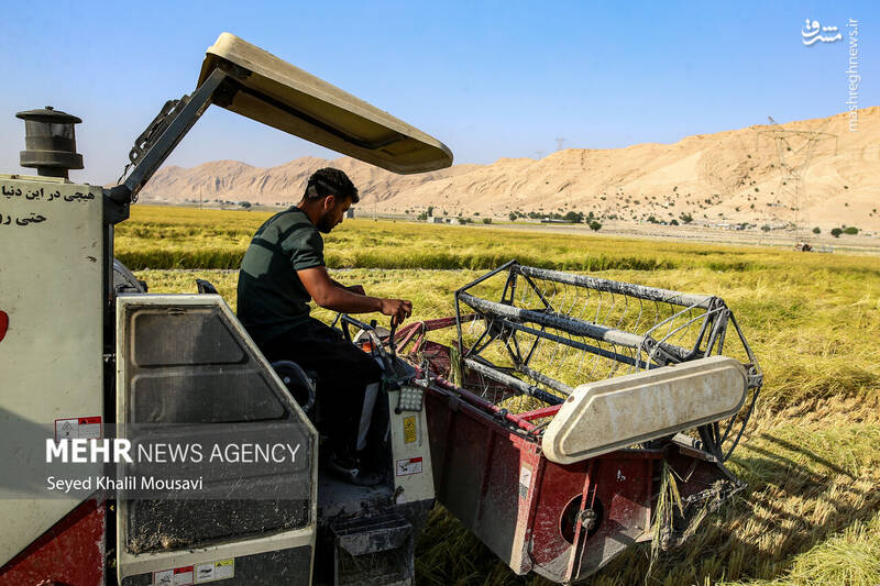 عکس / برداشت برنج در سرله میداوود 21