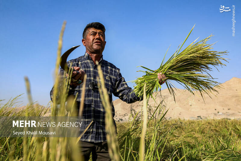 عکس / برداشت برنج در سرله میداوود 20