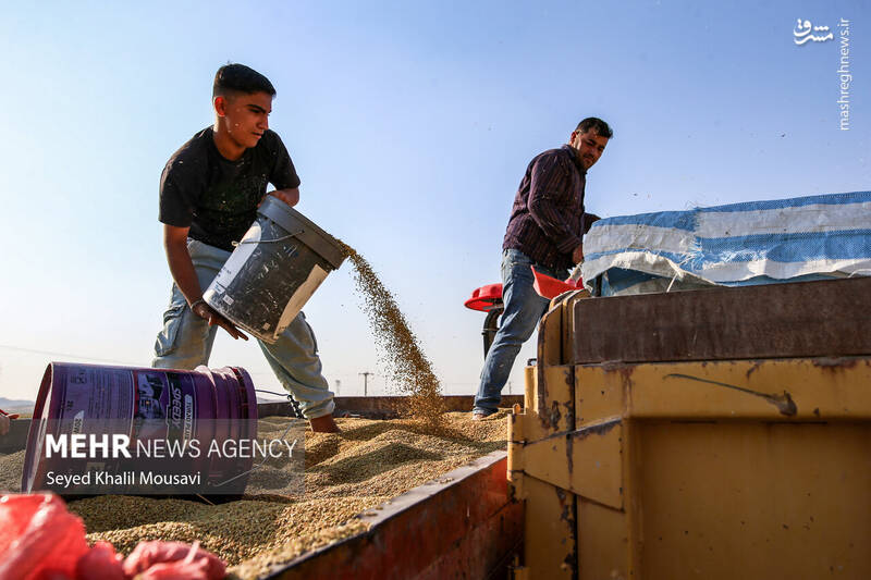 عکس / برداشت برنج در سرله میداوود 19