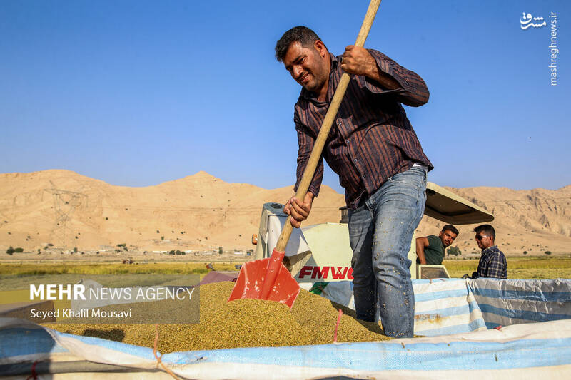 عکس / برداشت برنج در سرله میداوود 18