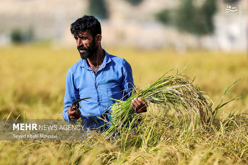 عکس / برداشت برنج در سرله میداوود 17