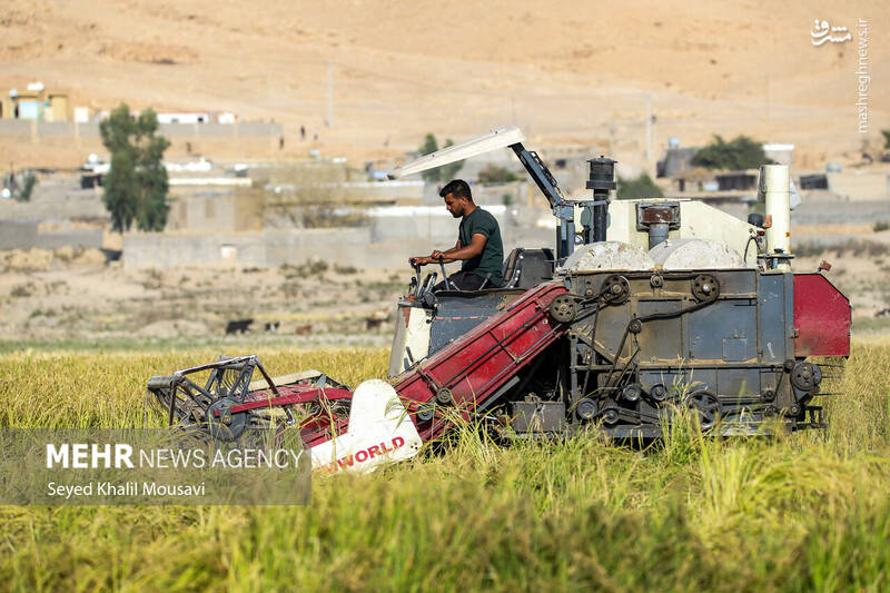 عکس / برداشت برنج در سرله میداوود 16