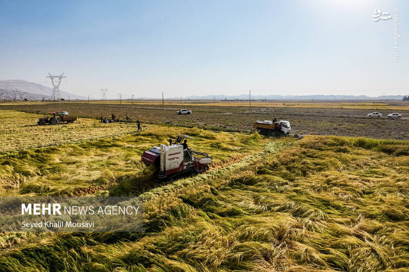 عکس / برداشت برنج در سرله میداوود 15