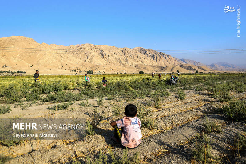 عکس / برداشت برنج در سرله میداوود 14