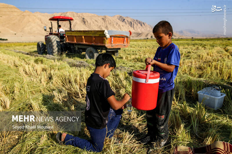 عکس / برداشت برنج در سرله میداوود 13