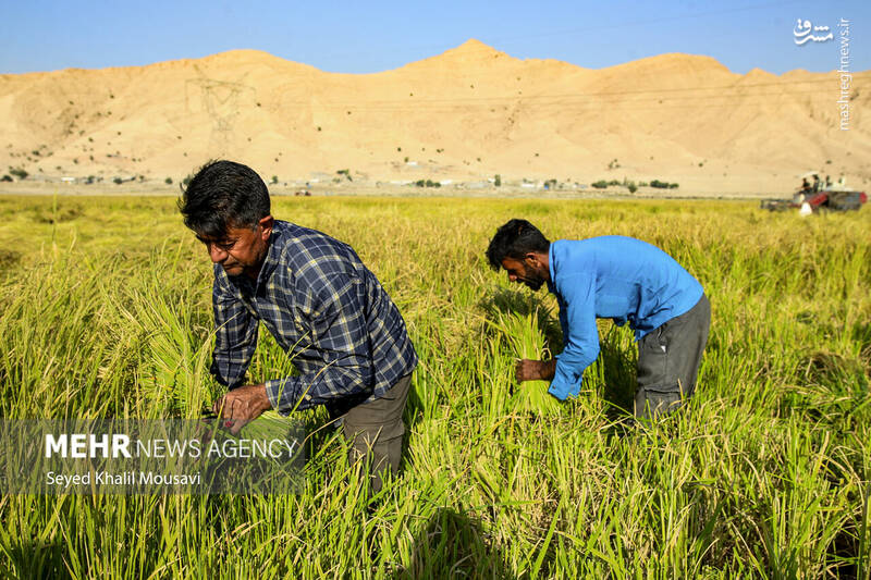 عکس / برداشت برنج در سرله میداوود 12