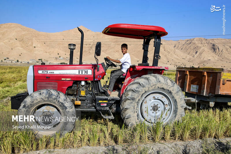 عکس / برداشت برنج در سرله میداوود 11