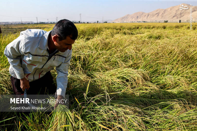 عکس / برداشت برنج در سرله میداوود 7