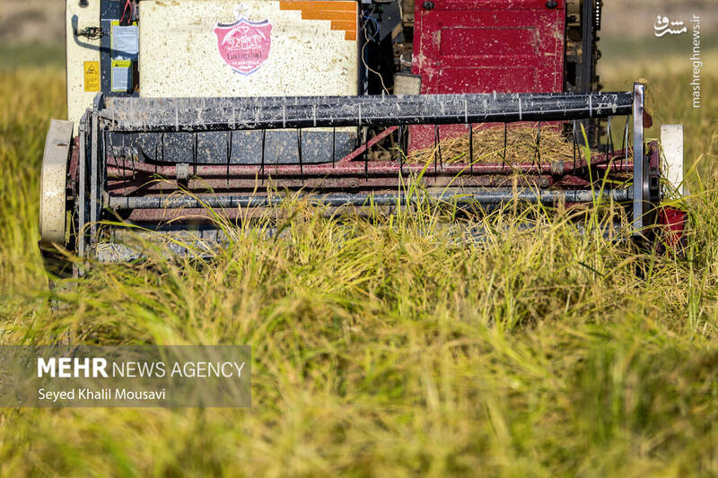 عکس / برداشت برنج در سرله میداوود 6