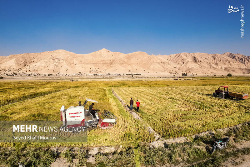 عکس / برداشت برنج در سرله میداوود 4