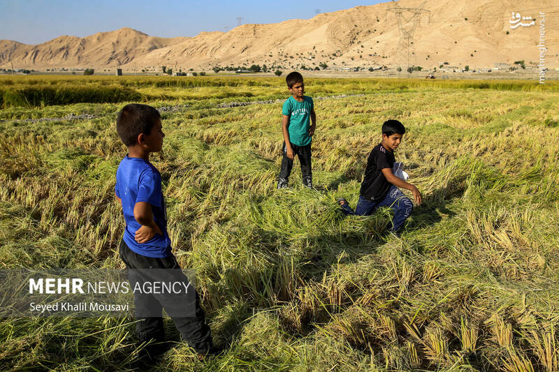 عکس / برداشت برنج در سرله میداوود 2