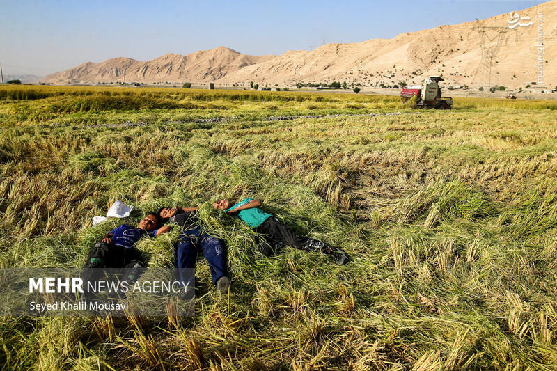 عکس / برداشت برنج در سرله میداوود