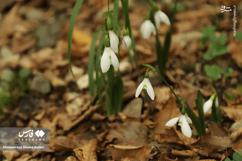 عکس / پاییز جنگل‌های هیرکانی 3