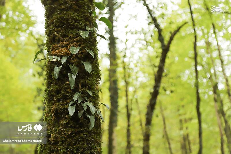عکس / پاییز جنگل‌های هیرکانی 2