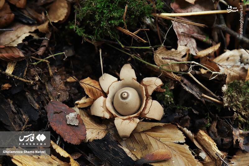 عکس / پاییز جنگل‌های هیرکانی 18