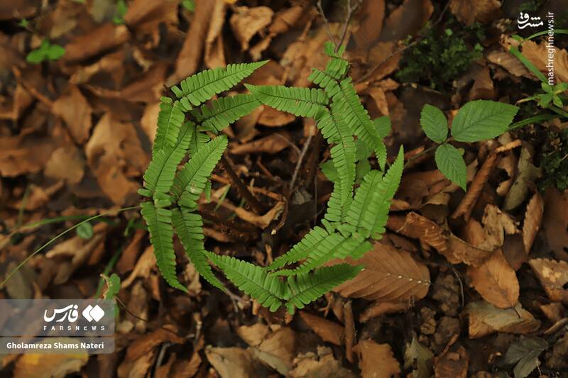 عکس / پاییز جنگل‌های هیرکانی 21