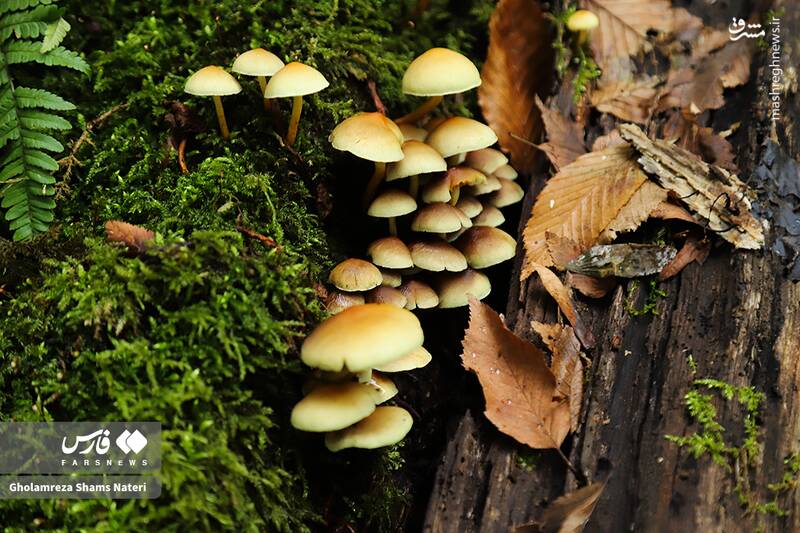 عکس / پاییز جنگل‌های هیرکانی 4