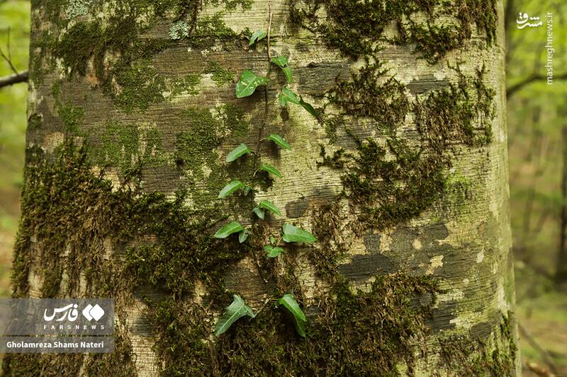 عکس / پاییز جنگل‌های هیرکانی 29