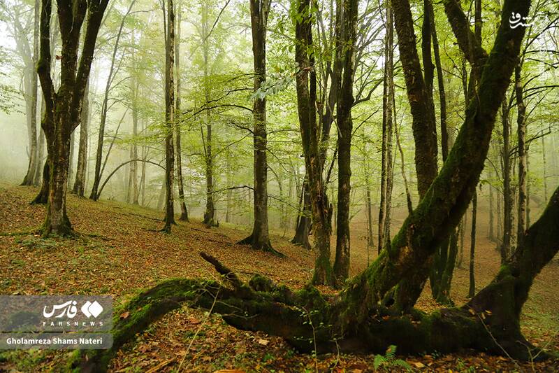 عکس / پاییز جنگل‌های هیرکانی 28