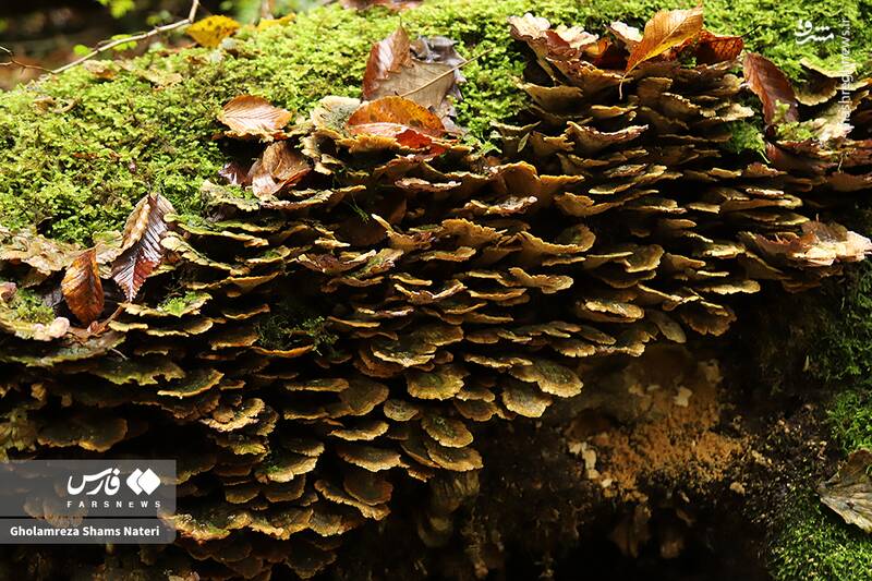 عکس / پاییز جنگل‌های هیرکانی 14