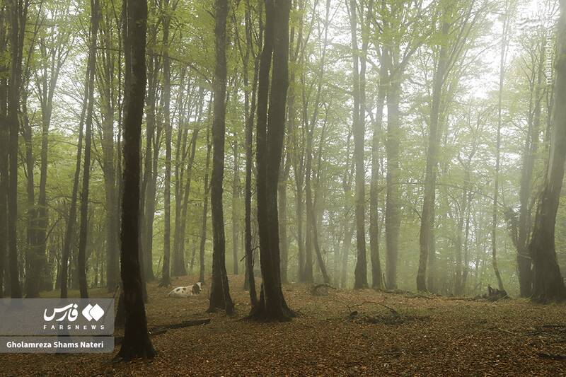 عکس / پاییز جنگل‌های هیرکانی 27