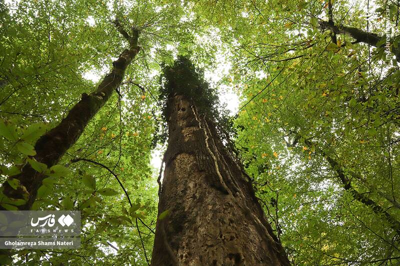 عکس / پاییز جنگل‌های هیرکانی 26