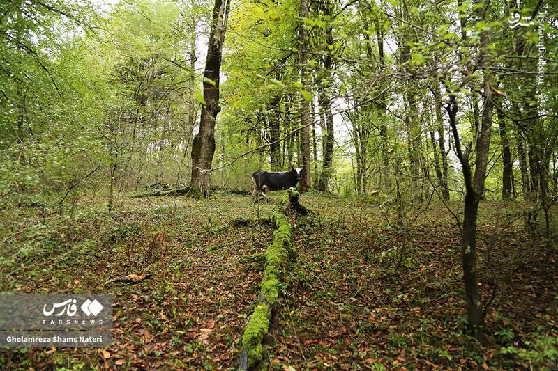 عکس / پاییز جنگل‌های هیرکانی 25