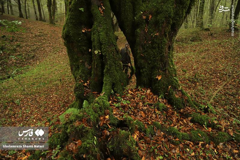 عکس / پاییز جنگل‌های هیرکانی 24