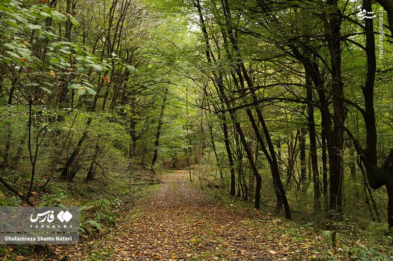 عکس / پاییز جنگل‌های هیرکانی 23