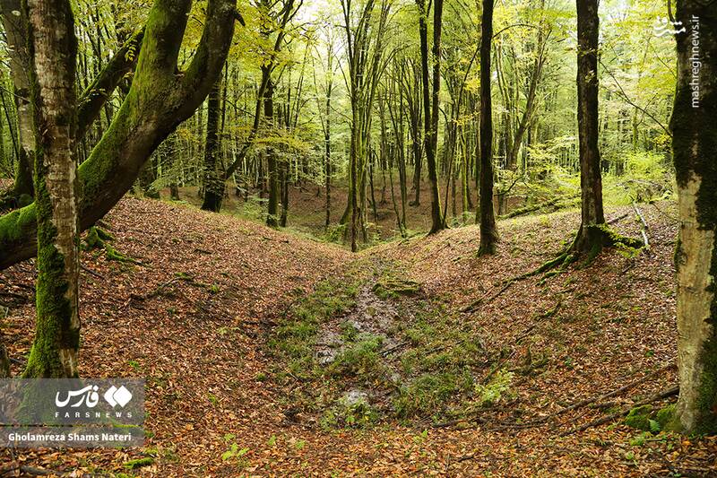 عکس / پاییز جنگل‌های هیرکانی 22