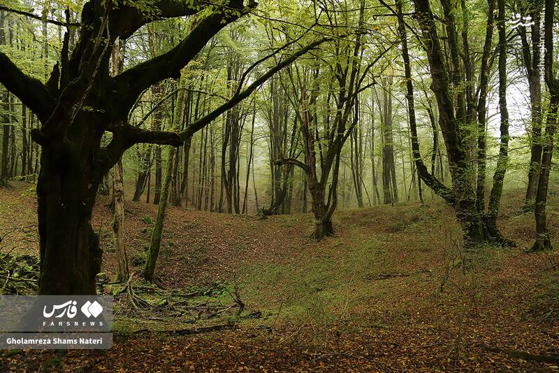 عکس / پاییز جنگل‌های هیرکانی 20