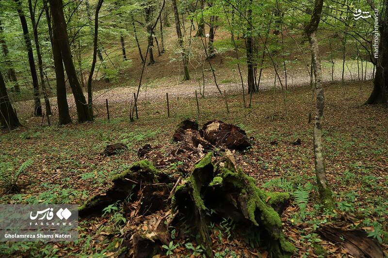 عکس / پاییز جنگل‌های هیرکانی 19