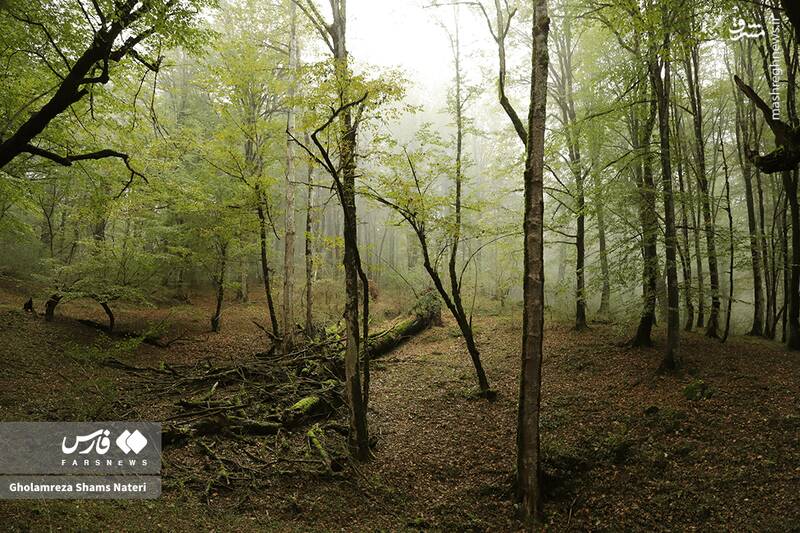 عکس / پاییز جنگل‌های هیرکانی 17