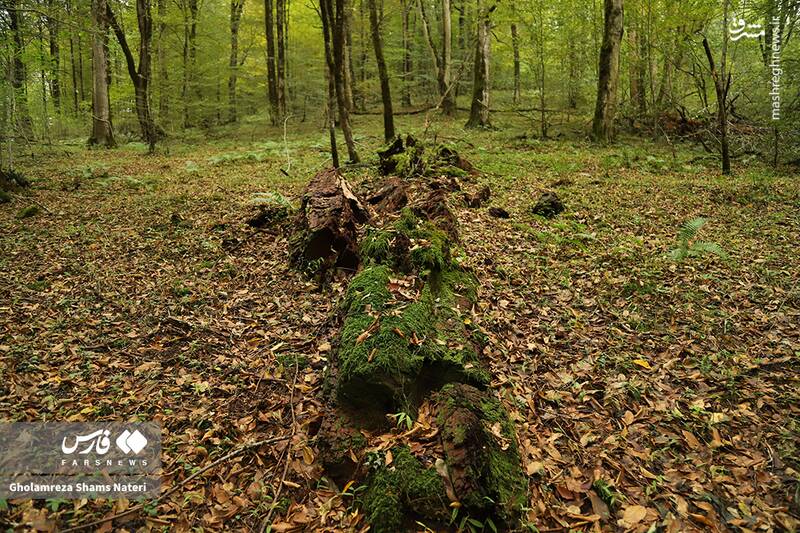 عکس / پاییز جنگل‌های هیرکانی 16