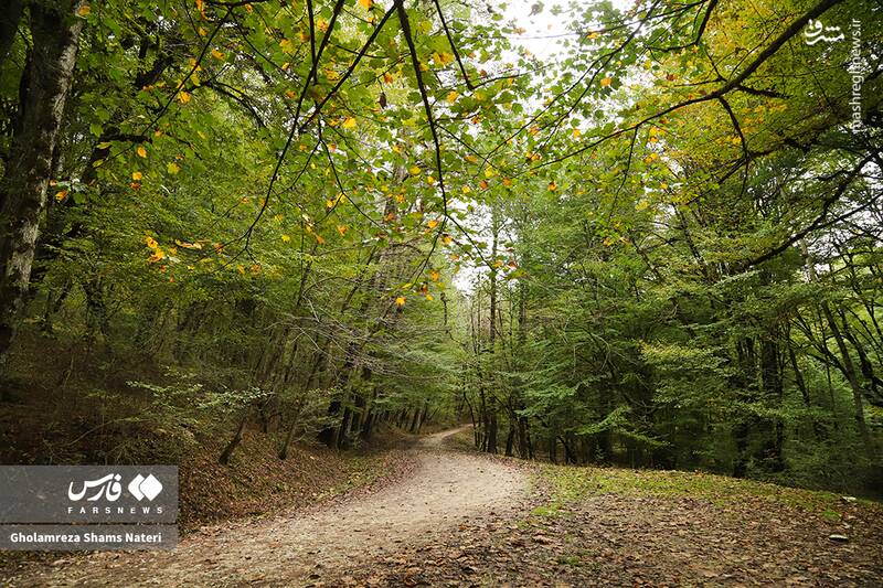 عکس / پاییز جنگل‌های هیرکانی 15
