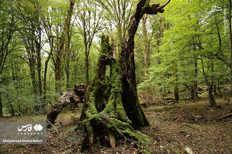 عکس / پاییز جنگل‌های هیرکانی 13