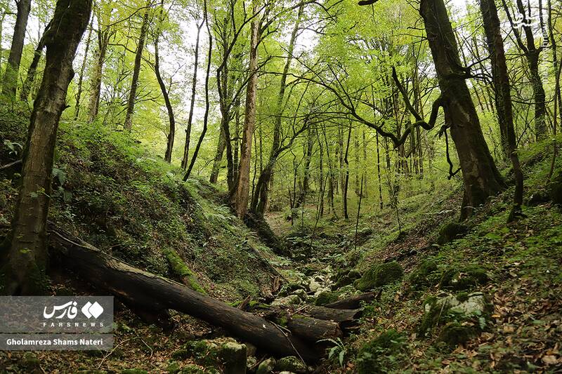عکس / پاییز جنگل‌های هیرکانی 12