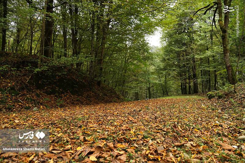 عکس / پاییز جنگل‌های هیرکانی 11