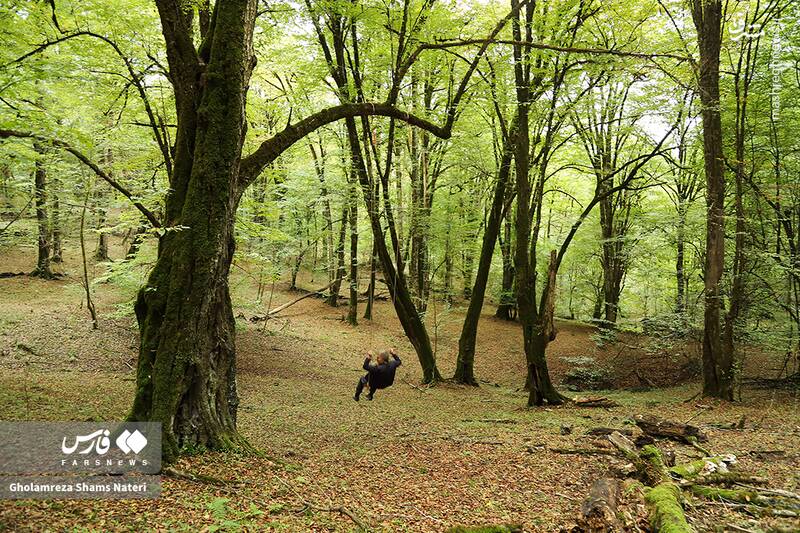 عکس / پاییز جنگل‌های هیرکانی 10