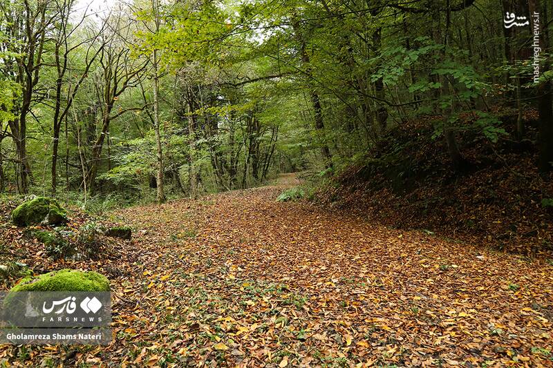 عکس / پاییز جنگل‌های هیرکانی 9