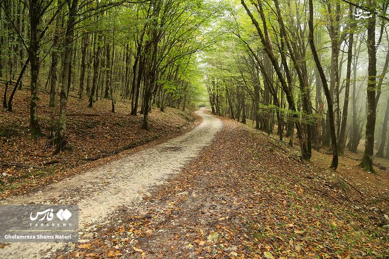 عکس / پاییز جنگل‌های هیرکانی 8