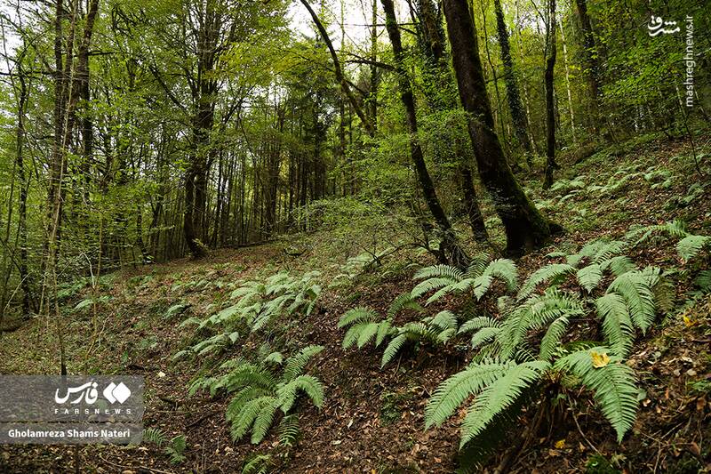عکس / پاییز جنگل‌های هیرکانی 7