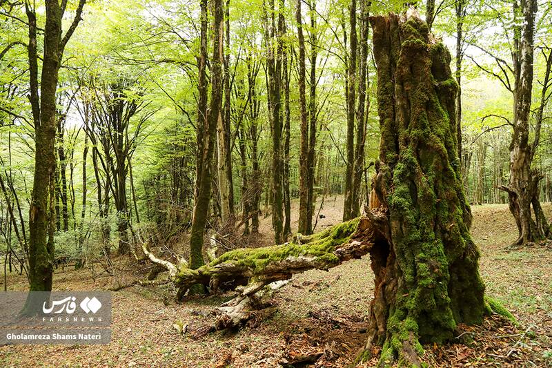 عکس / پاییز جنگل‌های هیرکانی 6