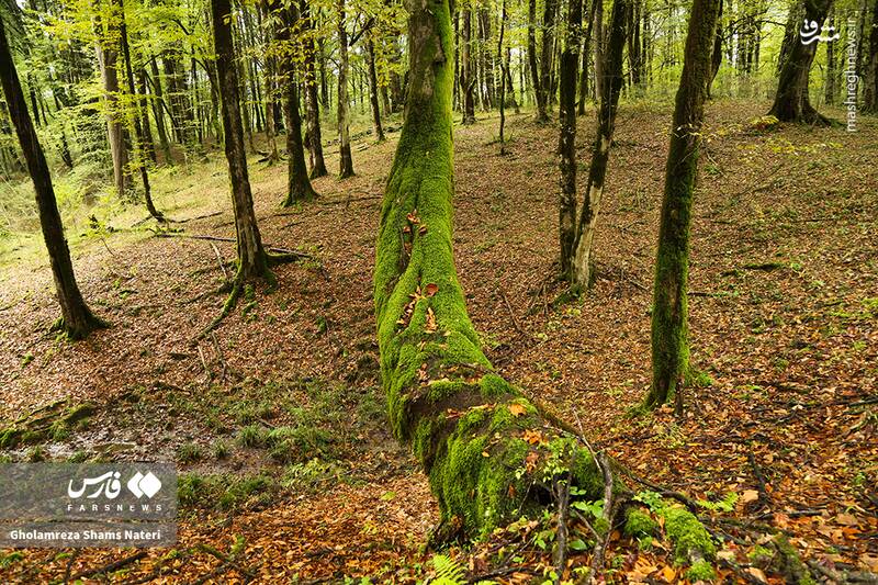 عکس / پاییز جنگل‌های هیرکانی 5