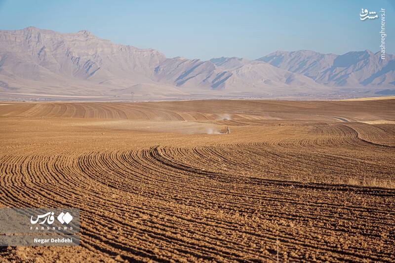 عکس/ آغاز کاشت گندم در لرستان