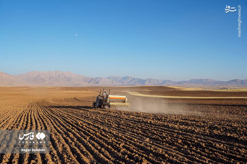 عکس/ آغاز کاشت گندم در لرستان