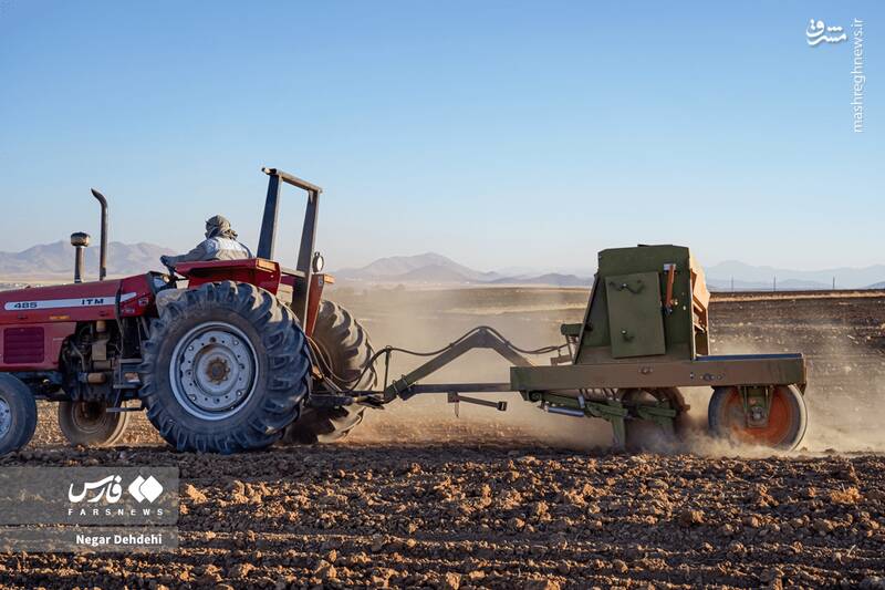 عکس/ آغاز کاشت گندم در لرستان