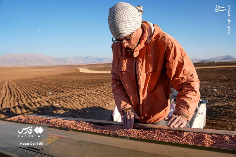 عکس/ آغاز کاشت گندم در لرستان