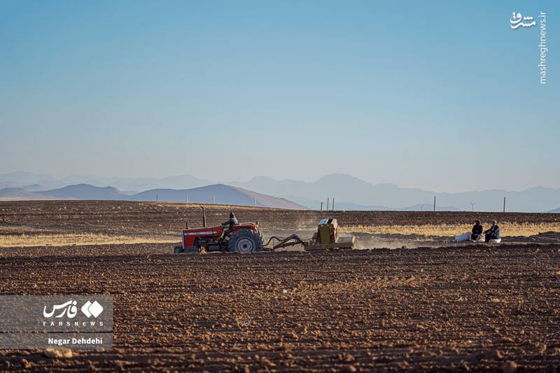 عکس/ آغاز کاشت گندم در لرستان